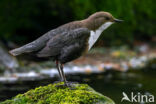 Middeneuropese Waterspreeuw (Cinclus cinclus aquaticus)