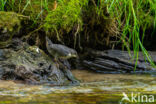 Middeneuropese Waterspreeuw (Cinclus cinclus aquaticus)