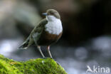 Middeneuropese Waterspreeuw (Cinclus cinclus aquaticus)