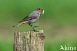 Zwarte Roodstaart (Phoenicurus ochruros)