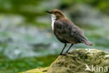 Middeneuropese Waterspreeuw (Cinclus cinclus aquaticus)