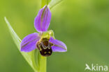 Bijenorchis (Ophrys apifera)