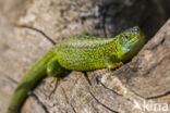 Westelijke Smaragdhagedis (Lacerta bilineata)