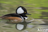 Kokardezaagbek (Lophodytes cucullatus)