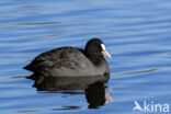 Meerkoet (Fulica atra)