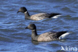 Rotgans (Branta bernicla)