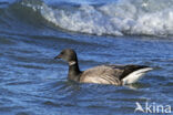 Rotgans (Branta bernicla)