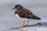 Steenloper (Arenaria interpres)