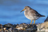 Paarse Strandloper (Calidris maritima)