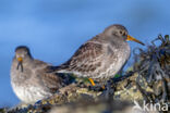 Paarse Strandloper (Calidris maritima)