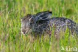 Haas (Lepus europaeus)