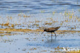 Zwarte Ruiter (Tringa erythropus)