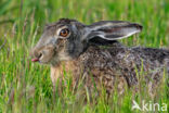 Haas (Lepus europaeus)