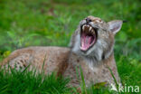 Euraziatische lynx (Lynx lynx)