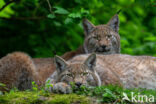 Euraziatische lynx (Lynx lynx)