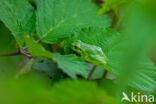 Europese boomkikker (Hyla arborea)