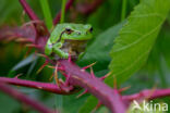 Europese boomkikker (Hyla arborea)