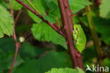 Europese boomkikker (Hyla arborea)