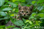 Wilde kat (Felis silvestris)