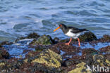 Scholekster (Haematopus ostralegus)