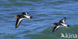 Scholekster (Haematopus ostralegus)