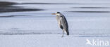 Blauwe Reiger (Ardea cinerea)