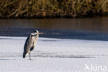 Blauwe Reiger (Ardea cinerea)