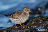 Paarse Strandloper (Calidris maritima)