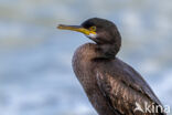 Kuifaalscholver (Phalacrocorax aristotelis)