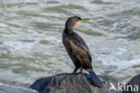 Kuifaalscholver (Phalacrocorax aristotelis)