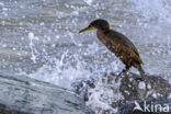 Kuifaalscholver (Phalacrocorax aristotelis)