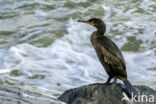 Kuifaalscholver (Phalacrocorax aristotelis)