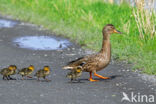 Wilde Eend (Anas platyrhynchos)