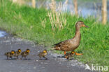 Wilde Eend (Anas platyrhynchos)