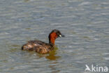 Podiceps ruficollis