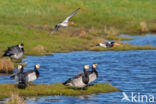 Grutto (Limosa limosa)