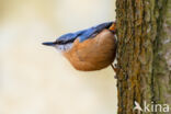 Europese Boomklever (Sitta europaea)