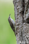 Boomkruiper (Certhia brachydactyla)