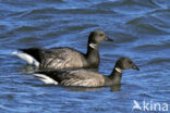 Rotgans (Branta bernicla)