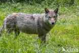 Europese wolf (Canis lupus lupus)