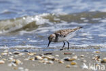 Drieteenstrandloper (Calidris alba)