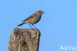 Zwarte Roodstaart (Phoenicurus ochruros)