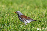 Kramsvogel (Turdus pilaris)