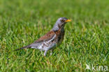 Kramsvogel (Turdus pilaris)