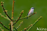 Grauwe Klauwier (Lanius collurio)