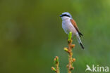 Grauwe Klauwier (Lanius collurio)