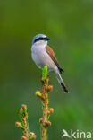 Grauwe Klauwier (Lanius collurio)