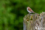 Grauwe Klauwier (Lanius collurio)