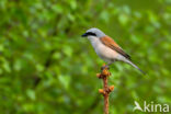 Grauwe Klauwier (Lanius collurio)