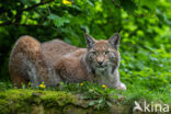 Euraziatische lynx (Lynx lynx)